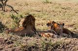 TANZANIA - Serengeti National Park - Leoni Lions - 01